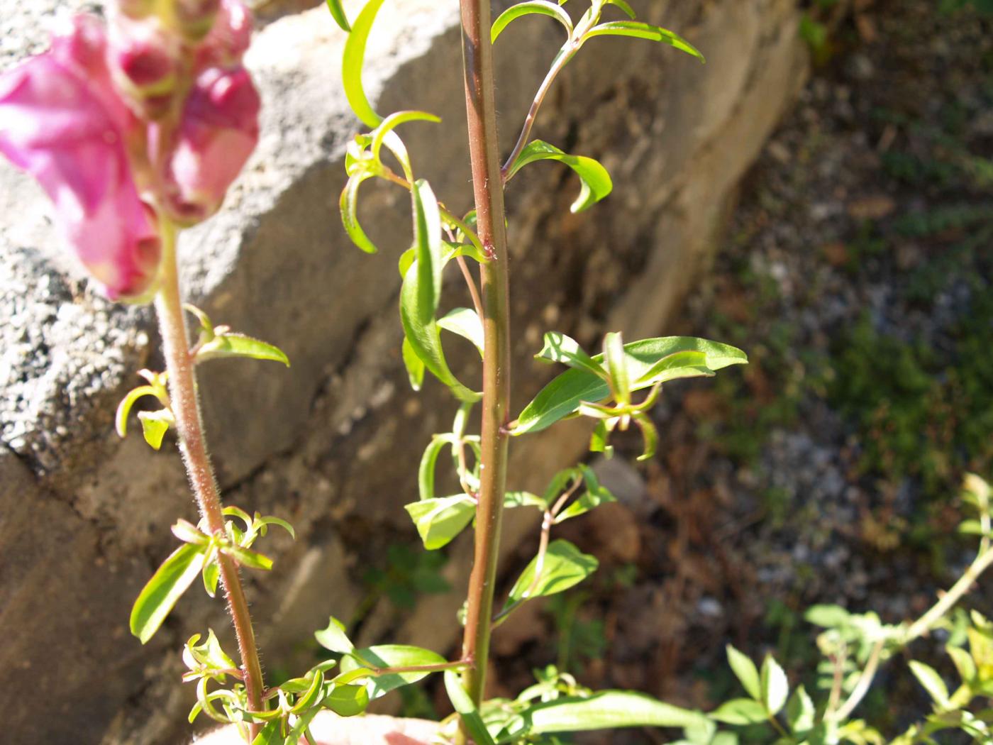 Snapdragon leaf